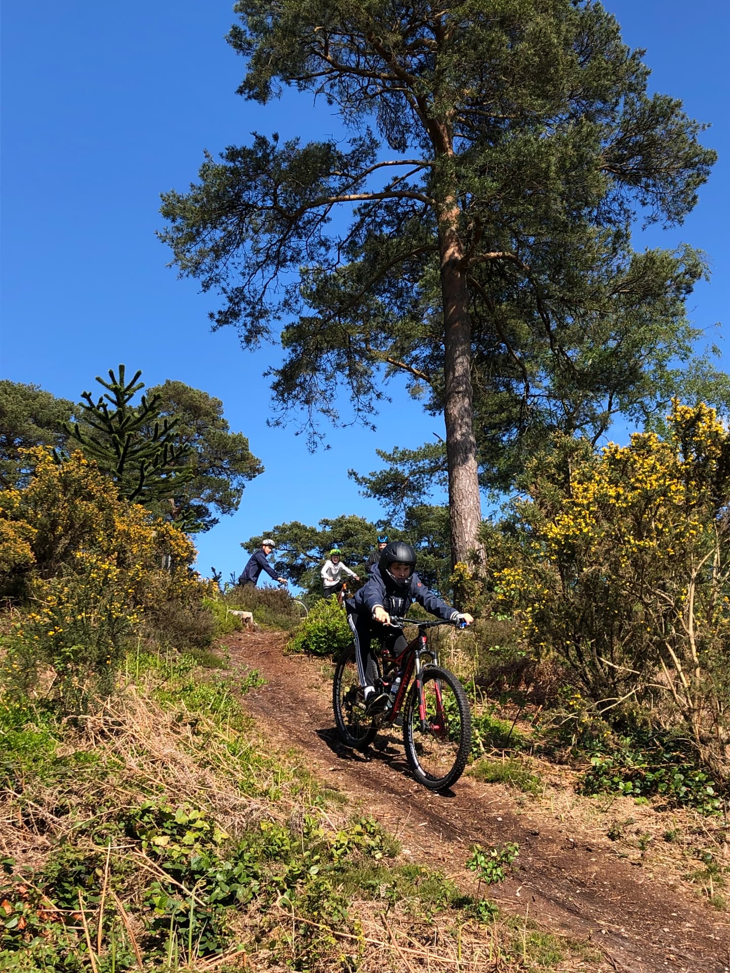 Riders descending a narrow sandy singletrack trail through gorse and pine trees in the Surrey Hills, with more riders waiting at the top of the slope