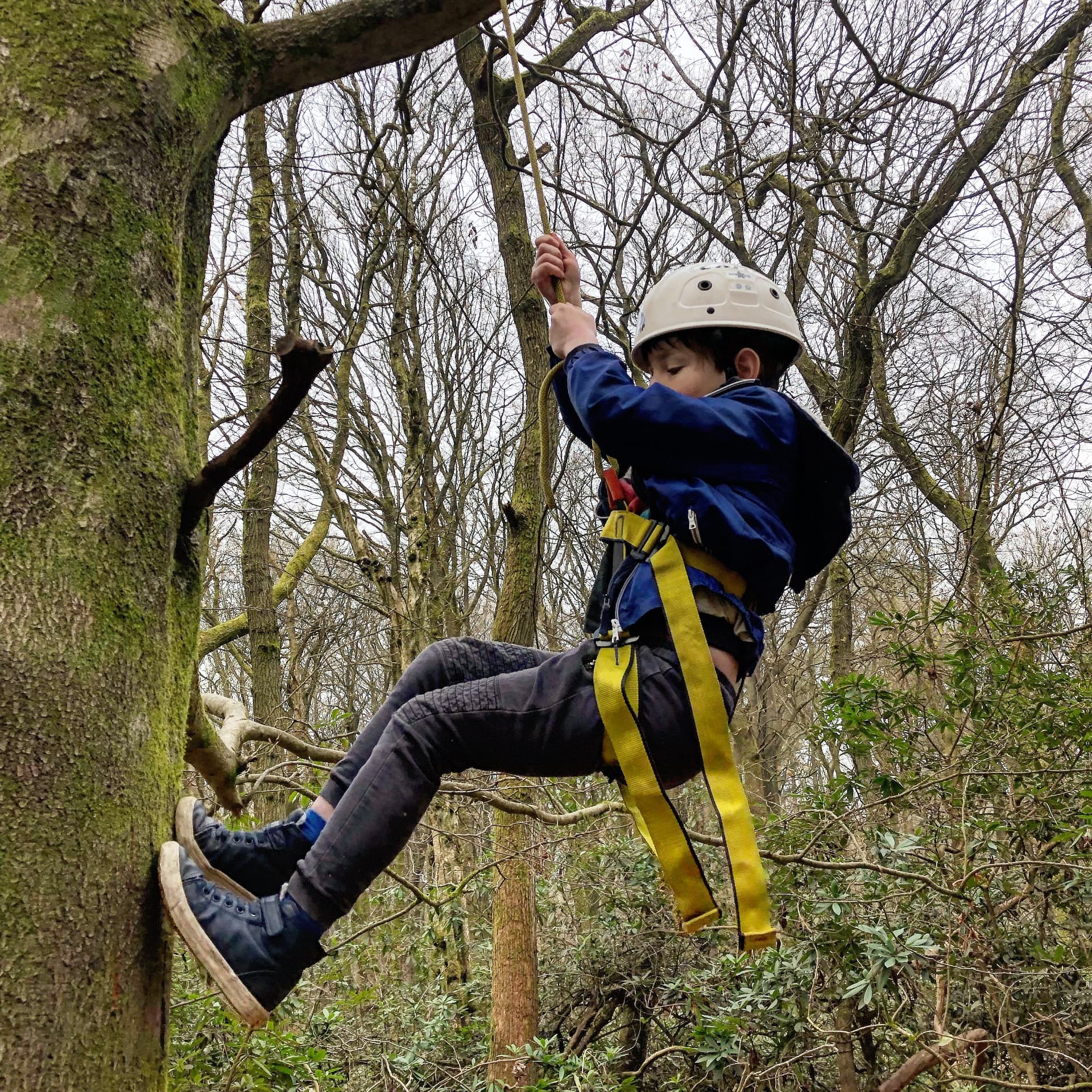 A young person in a helmet and harness climbing a tree on a rope in woodland, one arm extended above